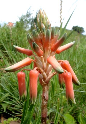 Aloe cooperi inflorescence